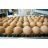Egg Production.jpg