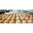 Egg ProductionWide.jpg