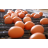 Egg Production - Narrow.jpg
